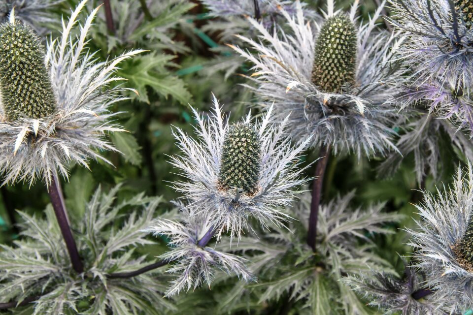 Sting plant blossom