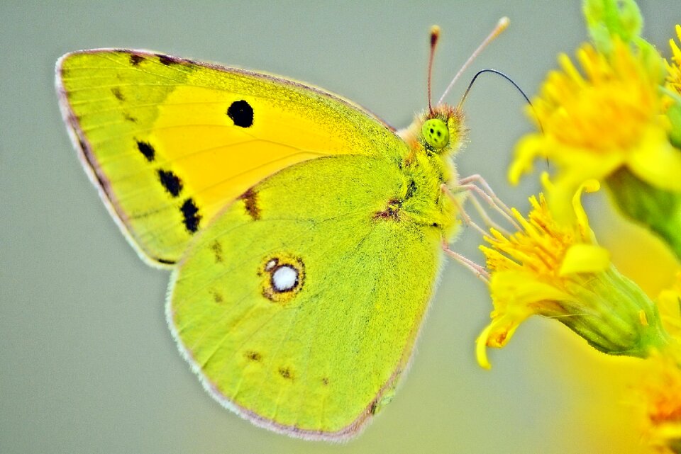 Garden insect macro