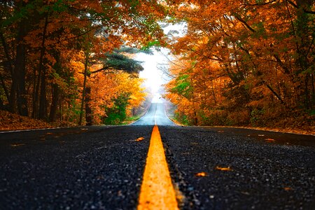 Fall forest trees