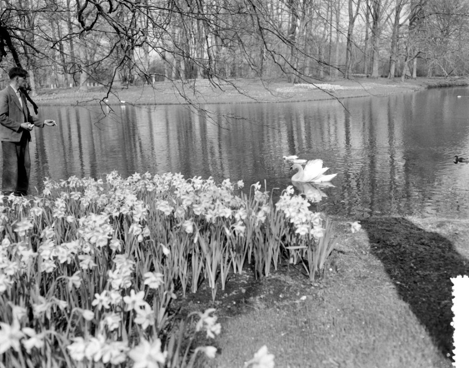 Keukenhof geopend (niet officieel), Bestanddeelnr 908-4319