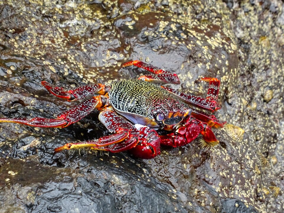 Shellfish seafood rock