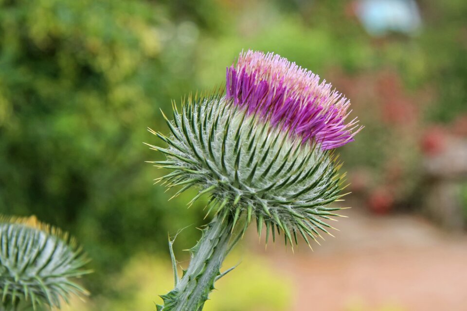 Convulsive thistle onopordum acanthium thistle