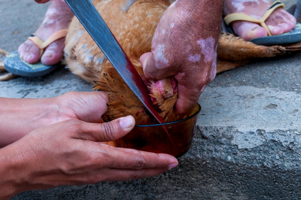 Killing hen for lunch
