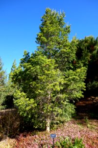 Keteleeria davidiana - Quarryhill Botanical Garden - DSC03431
