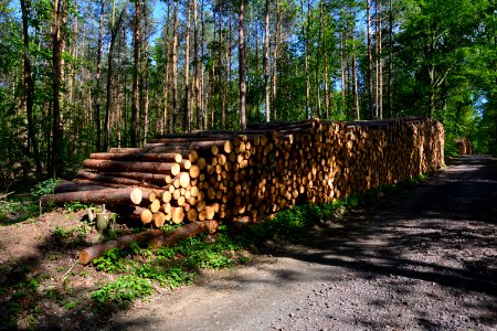 Kiefernholz gestapelt (3)