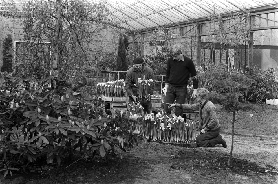 Keukenhof gaat 27 maart aanstaande weer open in de kas wordt hard gewerkt, Bestanddeelnr 930-7426