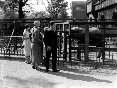 Kinderen met het echtpaar De Flines-Leupen bij de olifanten in Artis, Bestanddeelnr 189-0464