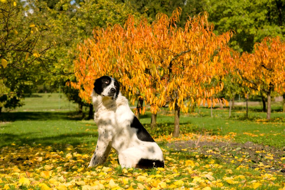 Portrait garden animal