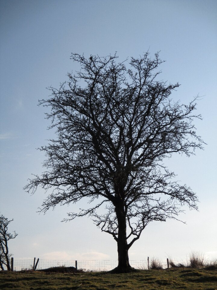 Landscape silhouette branches