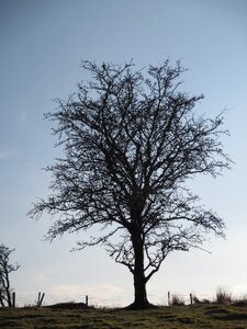 Landscape silhouette branches