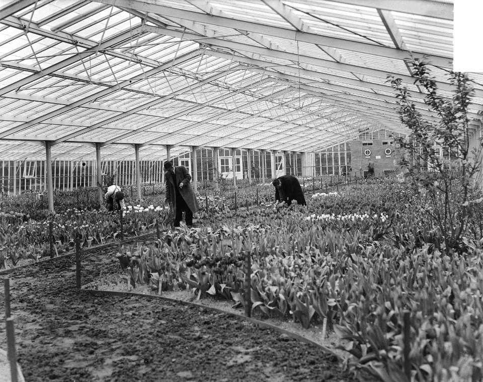 Keukenhof Lisse voorbereidingen kas, Bestanddeelnr 904-4791