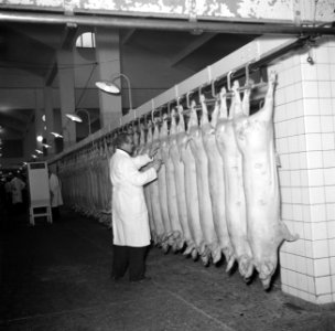 Keuring van het vlees aan de slachtlijn van de vleeshallen in het deel waar vark, Bestanddeelnr 252-9056