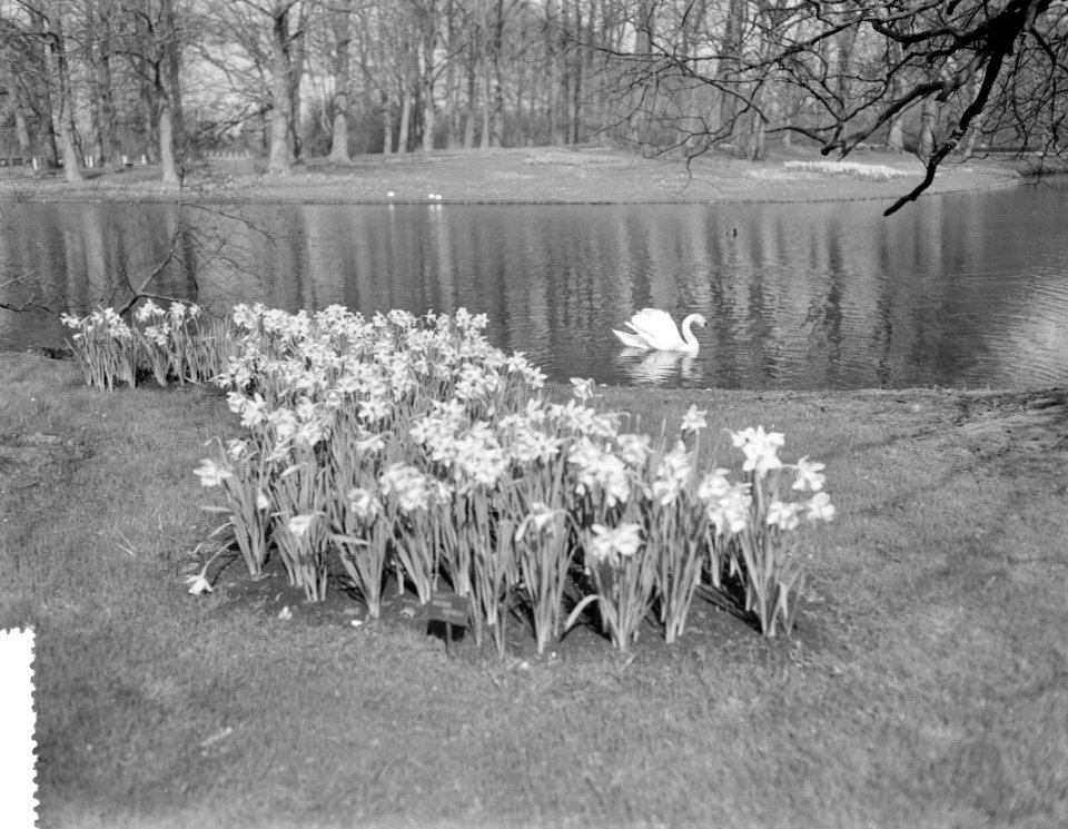Keukenhof geopend (niet officieel), Bestanddeelnr 908-4318