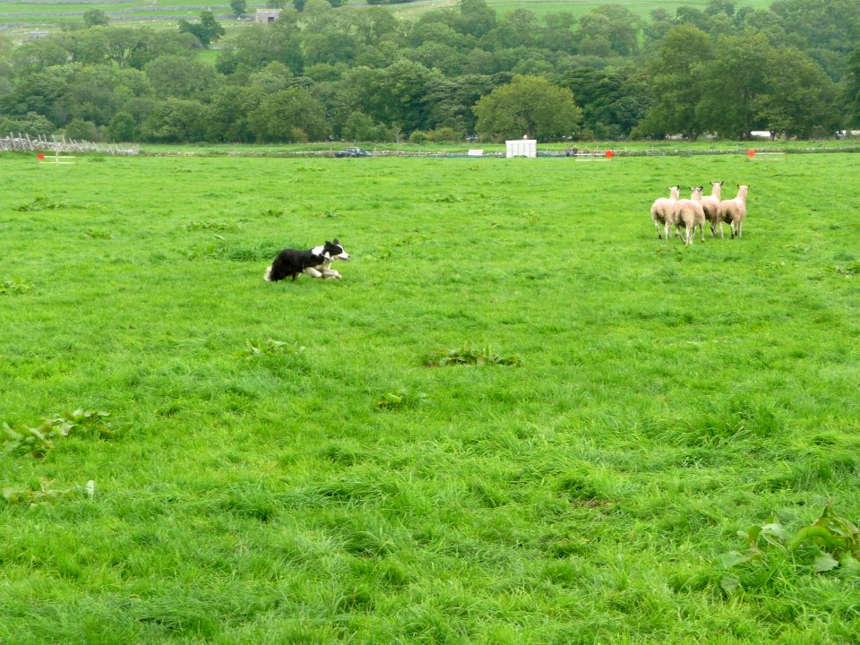 Kilnsey Show 29