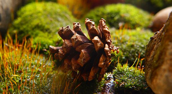 Plants pine cone macro photo