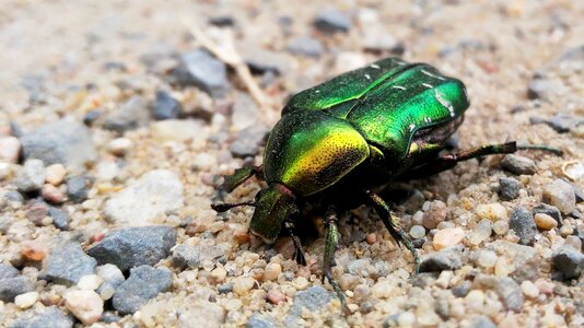 Nature closeup the beetle