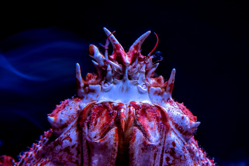 King Of The Sea Ground (193664849)