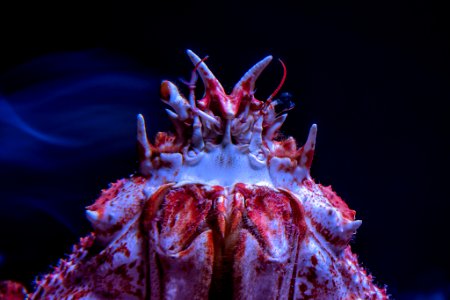 King Of The Sea Ground (193664849)