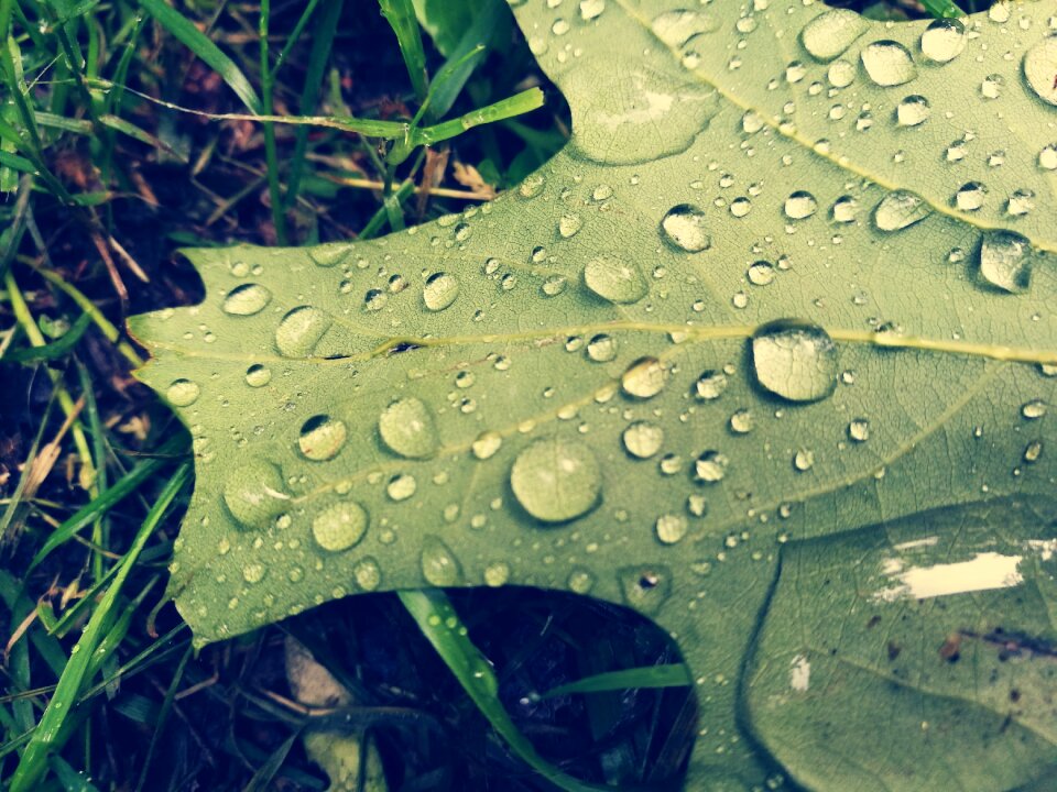 Drops of water after the rain macro