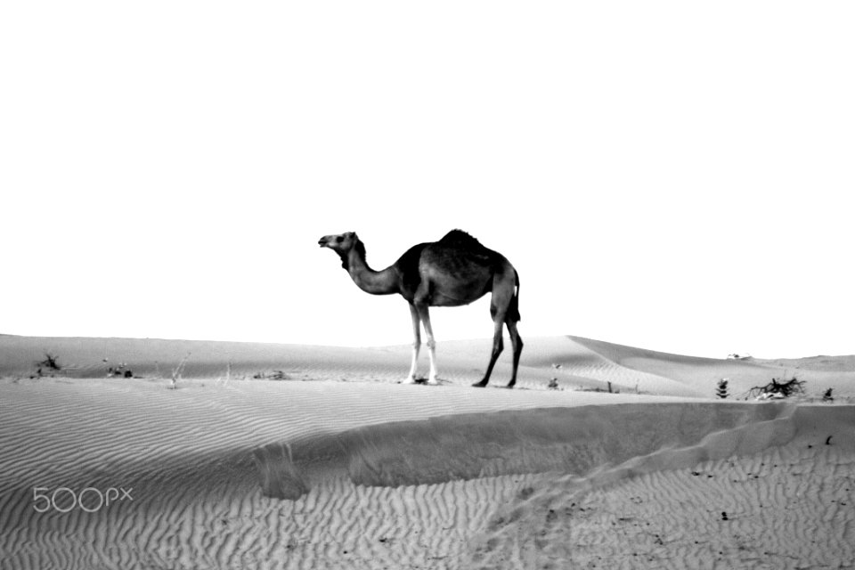 King Of Desert (152441155)