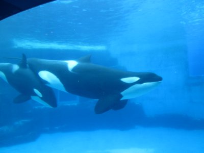 Killer whale at Port of Nagoya Public Aquarium 1