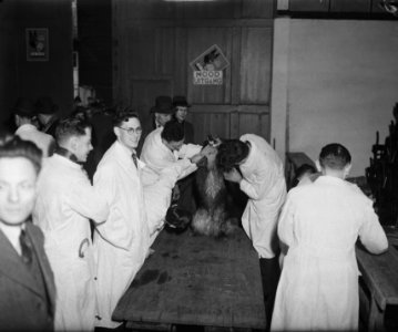Keuring van de honden, Bestanddeelnr 902-0834