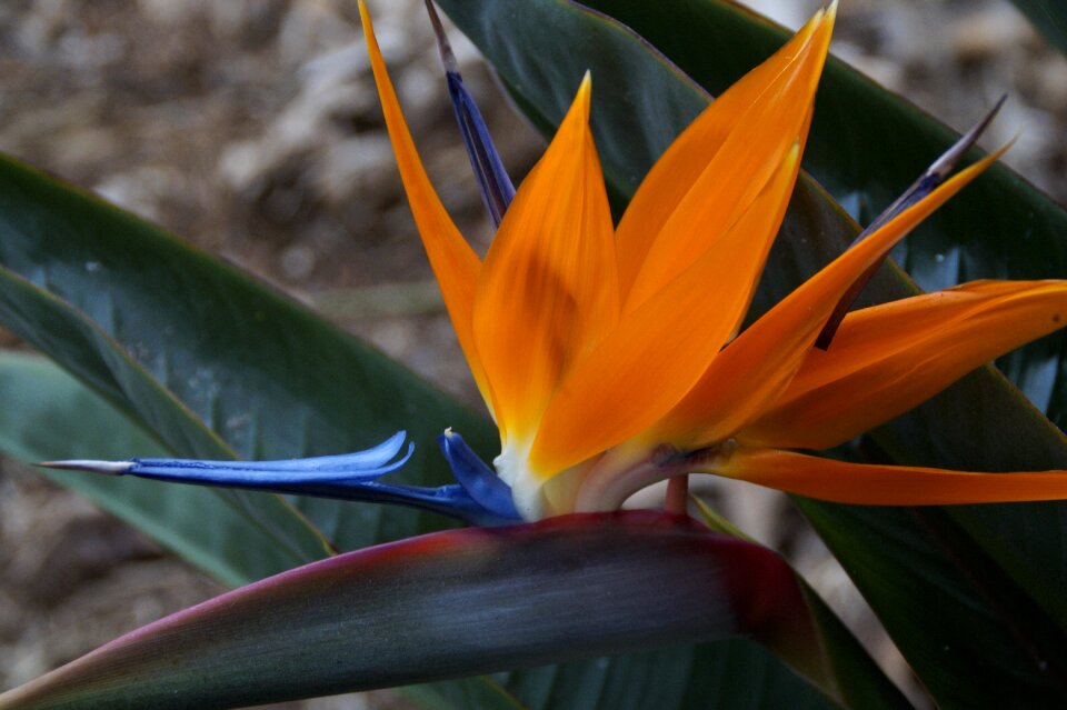 Paradise flower strelitziaceae caudata greenhouse photo