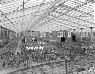 Keukenhof Lisse voorbereidingen kas, Bestanddeelnr 904-4789