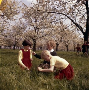 Kinderen, boomgaarden, Bestanddeelnr 254-7174