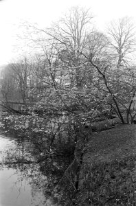 Keukenhof voor gedeelte al in bloei een bloeiende prunusboom, Bestanddeelnr 927-7245