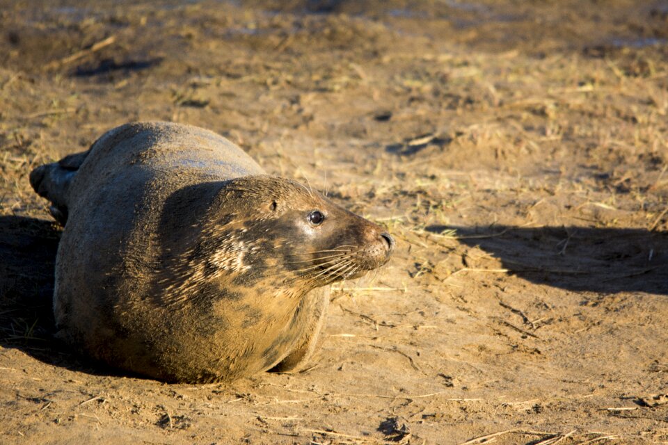 Mammal nature beach