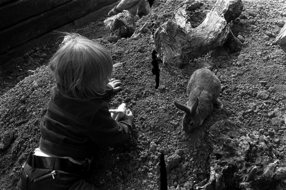 Kinderen spelen met konijnen in de dierentuin, Bestanddeelnr 925-6542