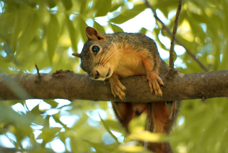 Squirrel mammal cute