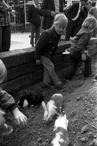 Kinderen spelen met konijnen in de dierentuin, Bestanddeelnr 925-6543