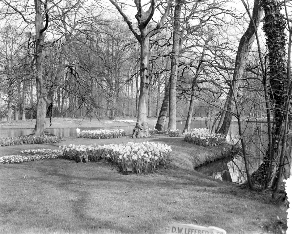 Keukenhof geopend (niet officieel), Bestanddeelnr 908-4323