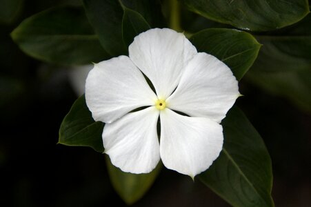 Flower blossom bloom