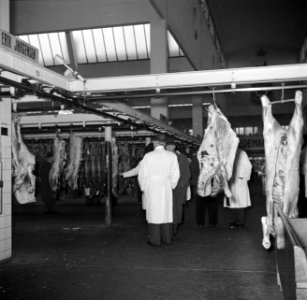 Keuring van het vlees aan de slachtlijn van de vleeshallen in het deel waar vark, Bestanddeelnr 252-9059