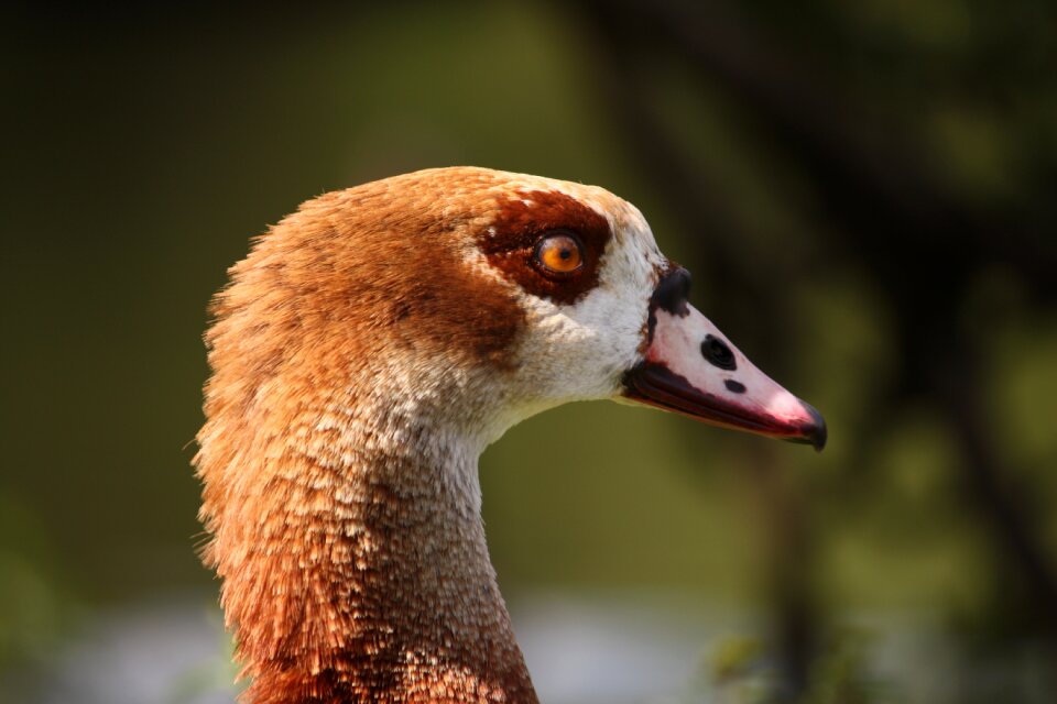 Animals duck nature
