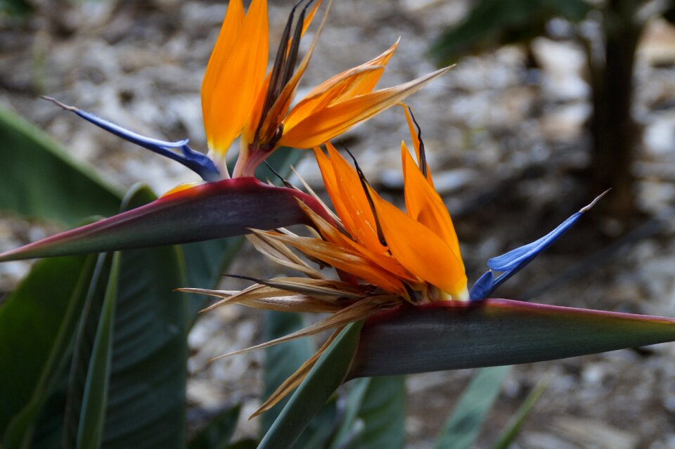 Paradise flower strelitziaceae caudata greenhouse