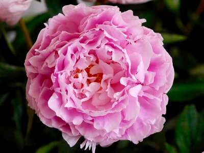 Close up peony pink flower photo