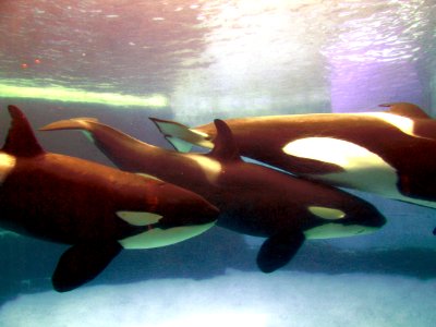 Killer whale at Port of Nagoya Public Aquarium 2