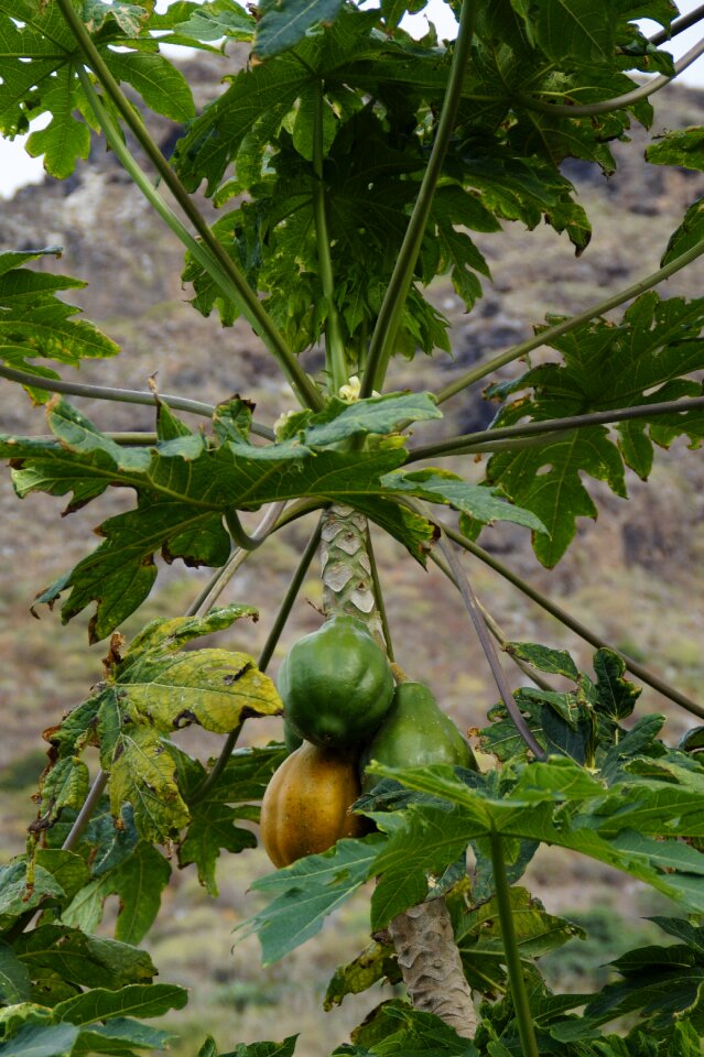 Exotic tropical unripe papaya
