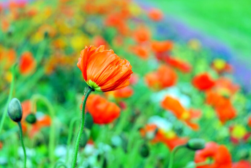 Color klatschmohn spring