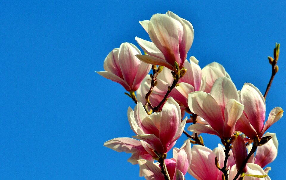 Tree full bloom nature