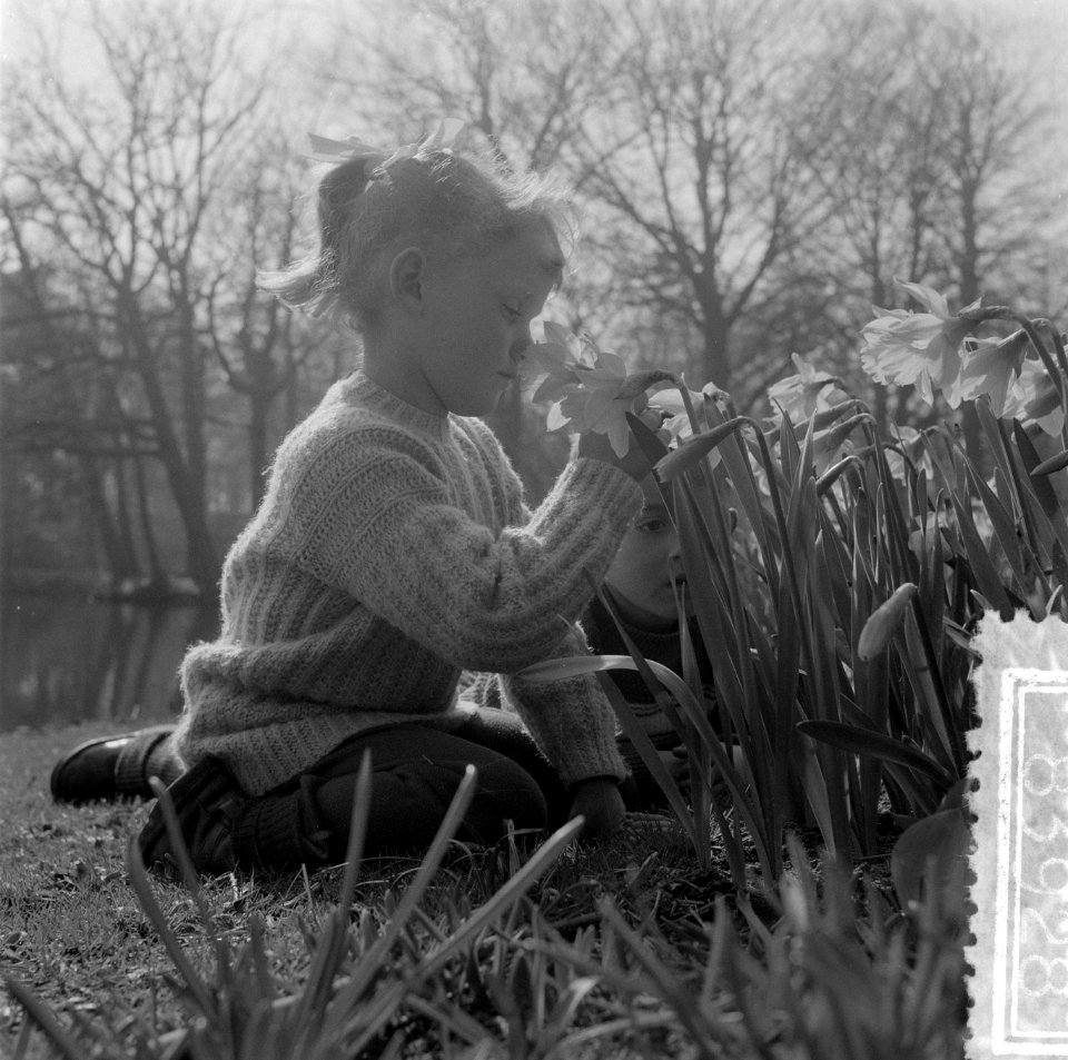 Kinderen in narcissenvelden in de Keukenhof te Lisse, Bestanddeelnr 908-3928