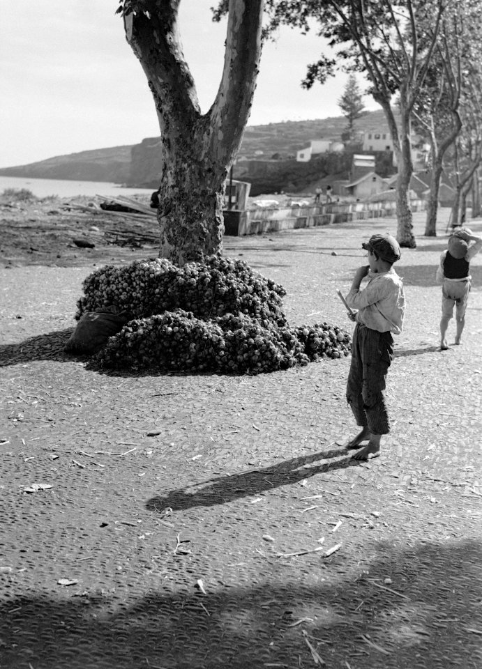 Kinderen in Santa Cruz op Madeira, Bestanddeelnr 190-0148