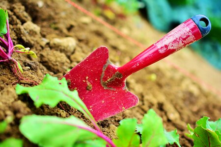 Plant garden tools garden soil photo