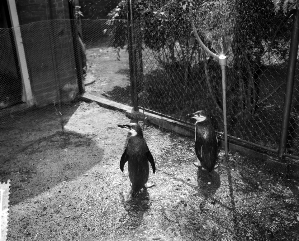 Kinbandpinguins in Artis, onder de sproeier, Bestanddeelnr 910-4640