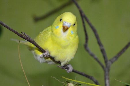 Budgie yellow ziervogel