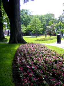 King Square Flowers